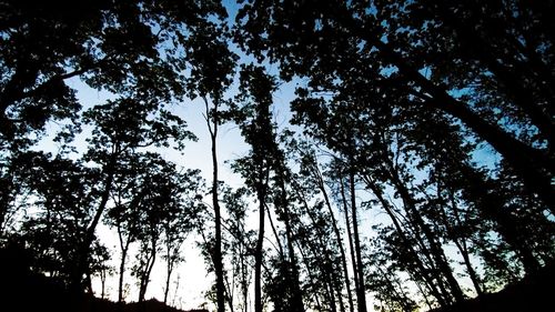 Low angle view of silhouette trees against sky