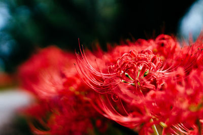 Close-up of red flowering plant