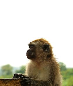 Close-up of a monkey looking away against clear sky