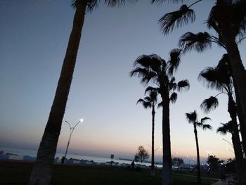 Low angle view of palm trees on beach