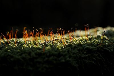 Close-up of plants at night