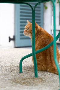 Close-up of ginger cat