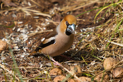 Hawfinch feeding at winter feeding in forest