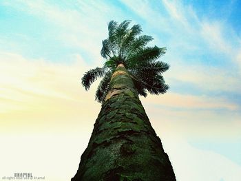 Low angle view of palm trees against cloudy sky