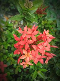 Close-up of red flowering plant