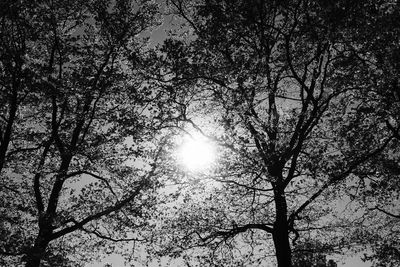 Low angle view of trees against sky on sunny day