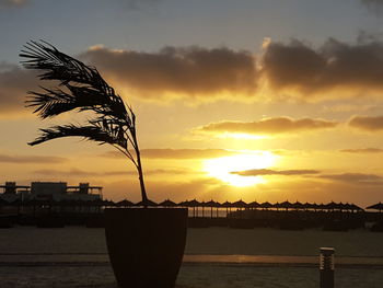 Silhouette of beach during sunset