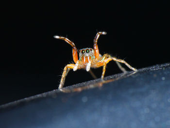 Close-up of spider