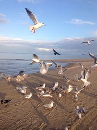 Seagulls flying over beach against sky