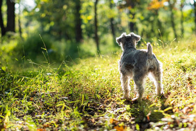 Full length of a dog standing on field