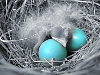 Close-up of grass against blue sky