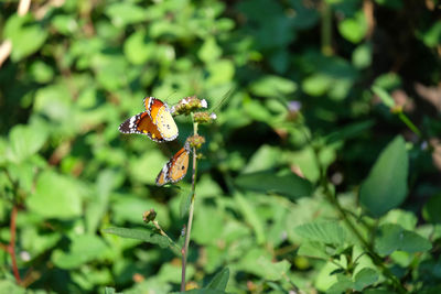 Close-up of butterfly on leaf