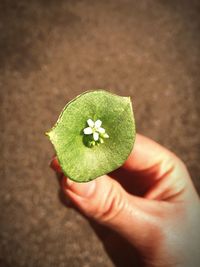 Close-up of cropped hand holding plant