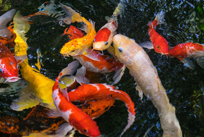 Koi swimming in a water garden,fancy carp fish,koi fishes,koi fish swim in pond.