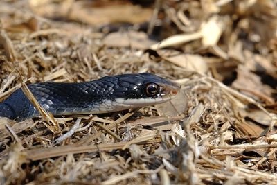 Close-up of snake