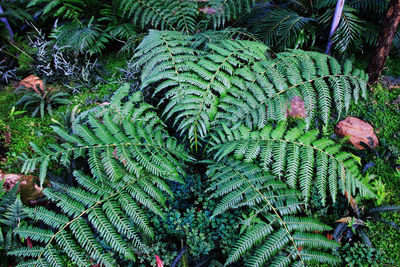 High angle view of fern in forest