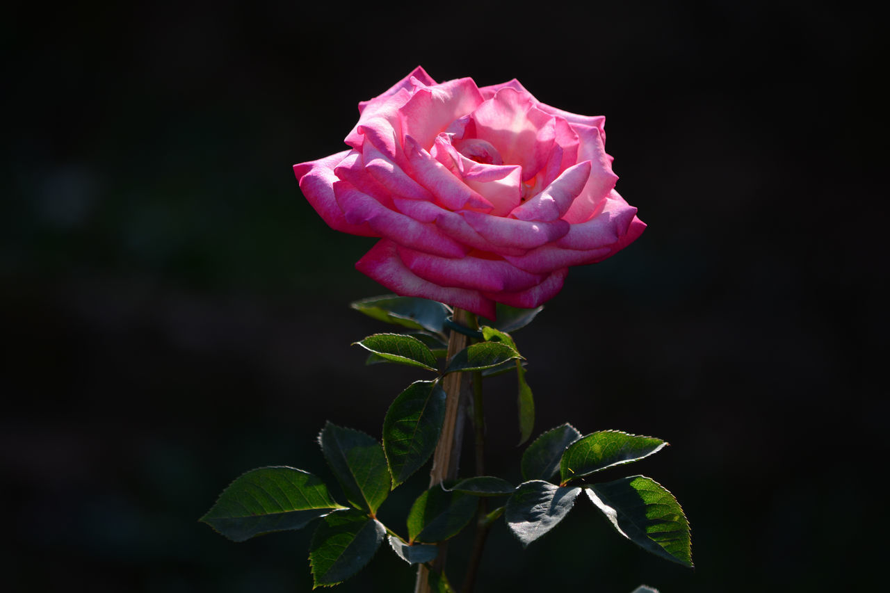 CLOSE-UP OF ROSE PLANT