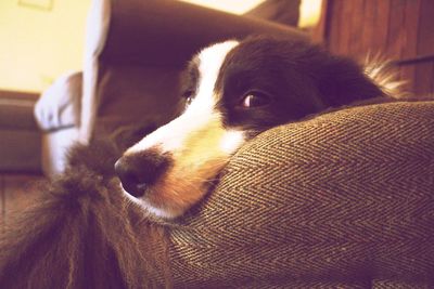 Close-up of dog