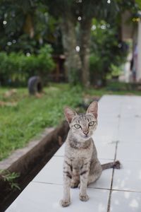 Portrait of cat on footpath