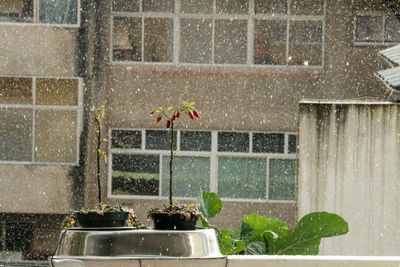 Potted plant by water