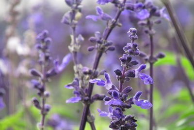 Close-up of purple flowering plant