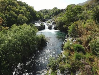 Stream flowing through forest
