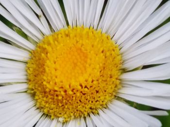 Close-up of white daisy flower