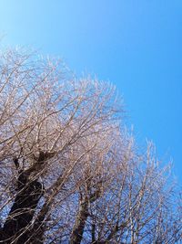 Low angle view of trees against blue sky