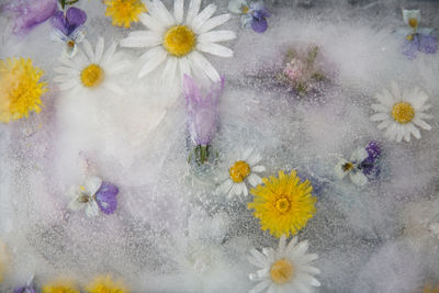 Close-up of white flowers