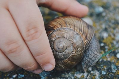 Close-up of human hand holding snail