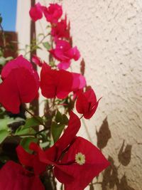 Close-up of red bougainvillea blooming outdoors