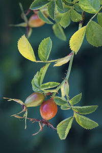 Close-up of berries growing on tree