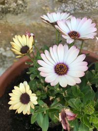 High angle view of pink flowers