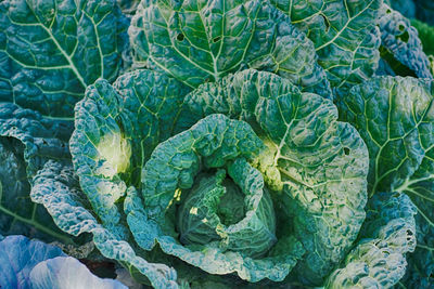 Full frame shot of cabbage