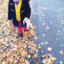 Autumn leaves on road