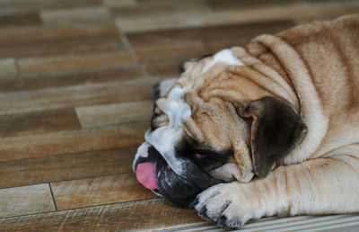 Sleeping tongue out english bulldog