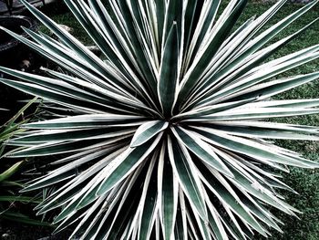 Full frame shot of palm tree