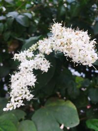 Close-up of white flowers blooming on tree