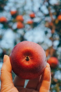 Cropped image of hand holding apple