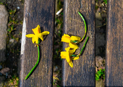 Close-up of yellow flowering plant on tree trunk