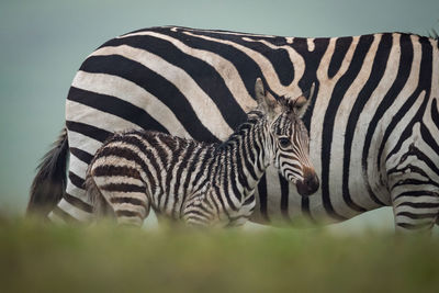 Close-up of zebra with foal in forest