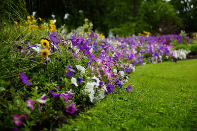 Purple crocus flowers on field