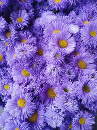 Full frame shot of purple crocus