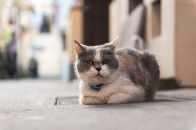 Portrait of cat relaxing outdoors