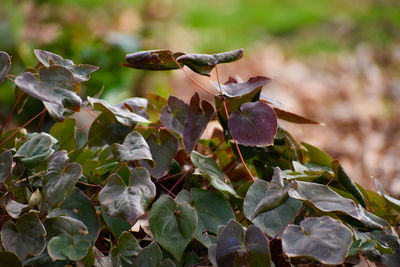 Close-up of green leaves on plant