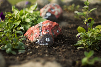 Close-up of mushroom growing on field