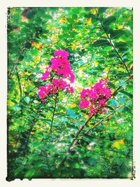 Low angle view of pink flowers