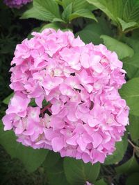 Close-up of pink hydrangea flowers