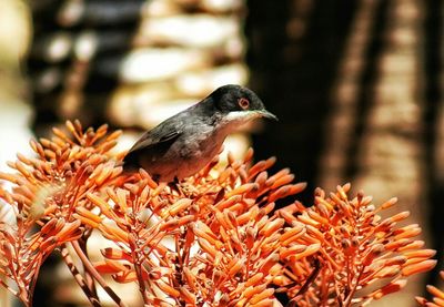 Close-up of bird perching on tree