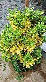 Close-up of yellow plant